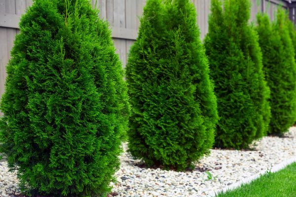 Arborvitae Planting in West Jordan