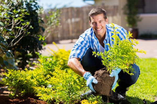 Bush Planting Service in West Jordan