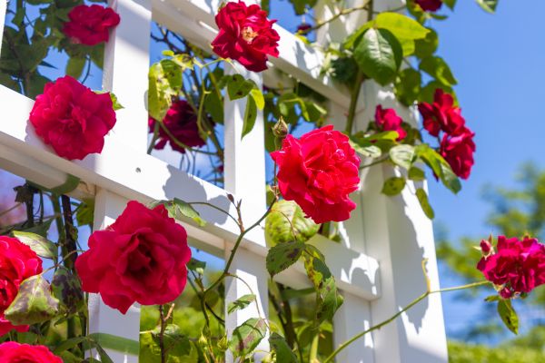 Home Gardening Service in West Jordan