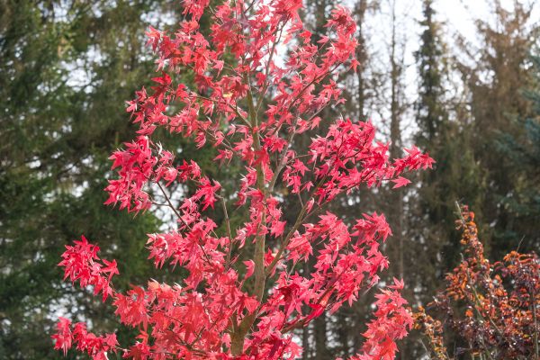 Japanese Maple Planting in West Jordan