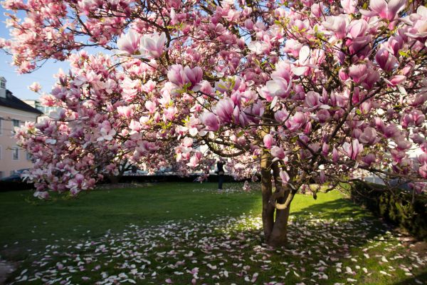 Magnolia Tree Planting in West Jordan