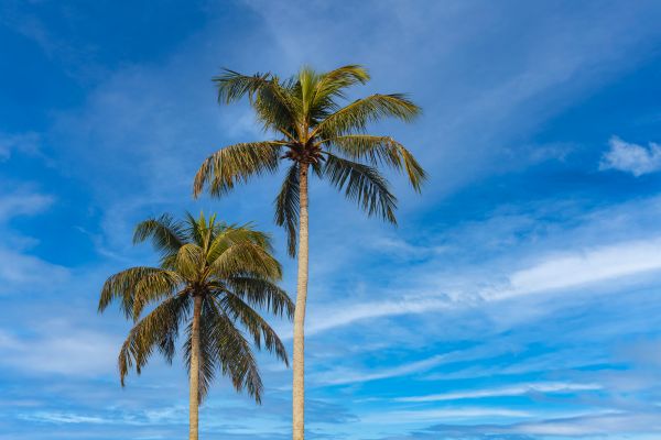 Palm Tree Planting in West Jordan