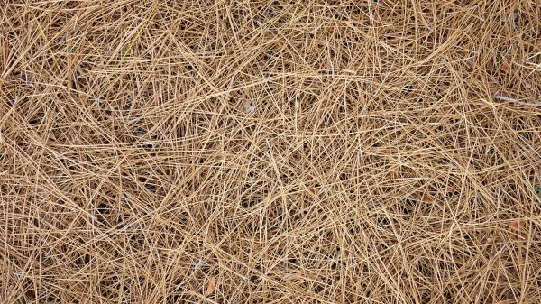 Pine Needles Delivery in West Jordan