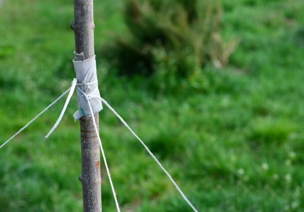 Tree Staking Service in West Jordan