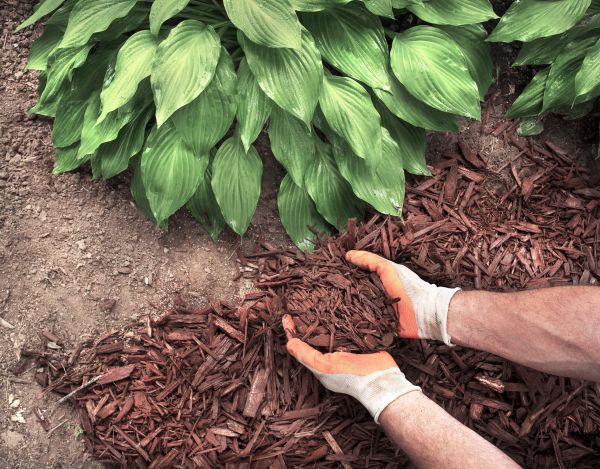 Shredded Mulch Service in West Jordan