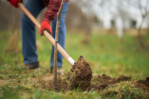 Tree Replacement in West Jordan