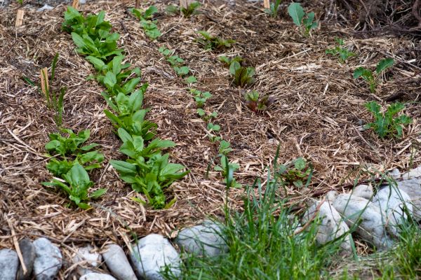 Mulch Service in West Jordan