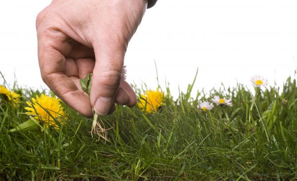 Lawn Weeding in West Jordan