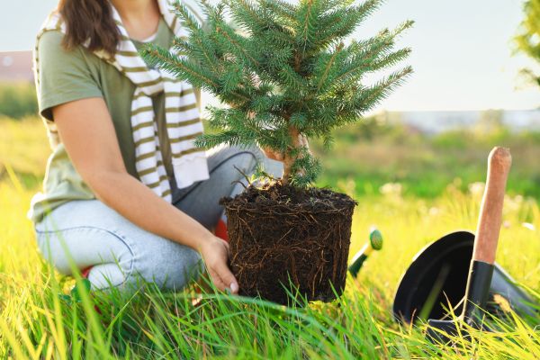 Spruce Tree Planting in West Jordan