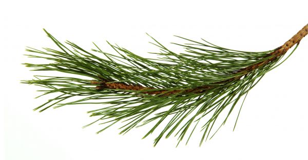 Pine Needles Installation in West Jordan