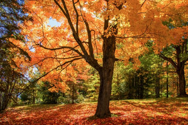 Maple Tree Planting in West Jordan