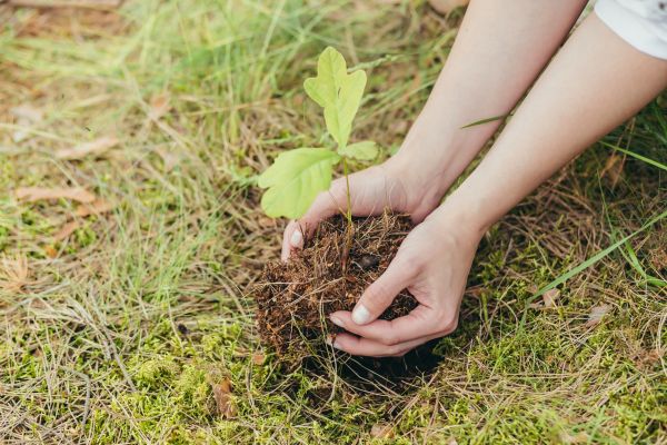 Oak Tree Planting in West Jordan