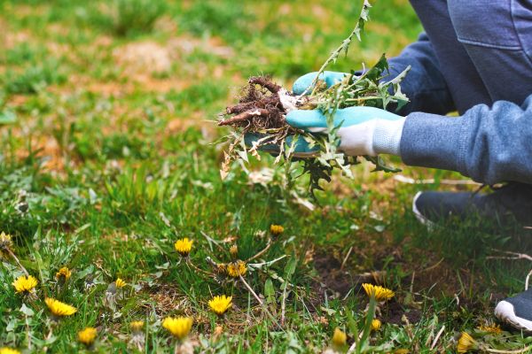 Flower Bed Clearing in West Jordan