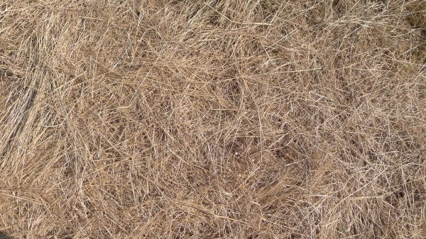 Pine Straw Replacement in West Jordan