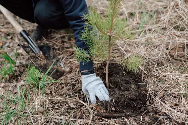 Pine Tree Planting in West Jordan