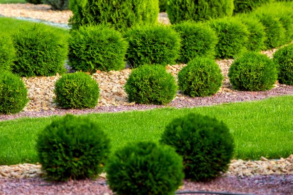 Bush Replacement in West Jordan