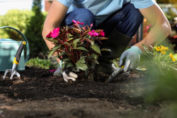 Plant Replacement in West Jordan