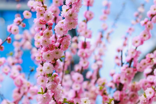 Japanese Cherry Tree Planting in West Jordan