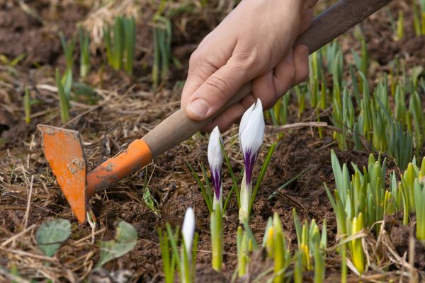 Flower Garden Weeding in West Jordan
