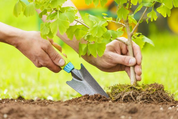 Fruit Tree Planting in West Jordan