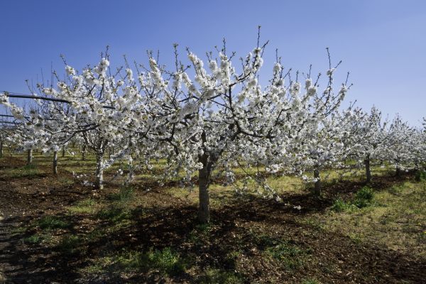 Orchard Planting in West Jordan