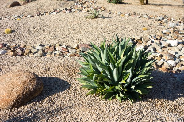 Xeriscaping Service in West Jordan