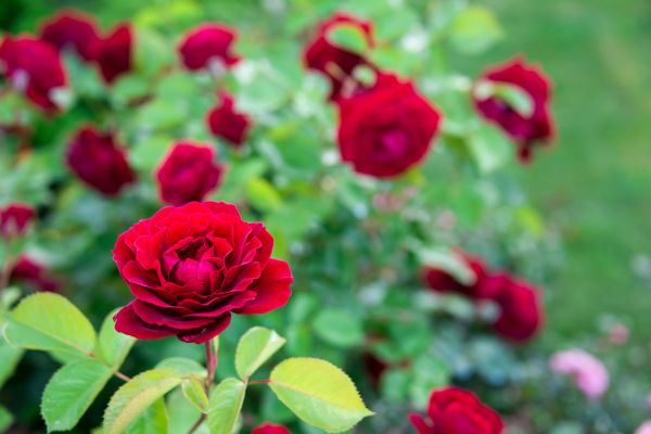 Rose Planting in West Jordan