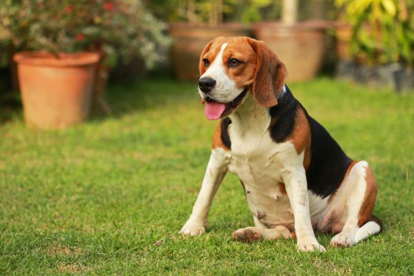 Dog Friendly Landscaping in West Jordan