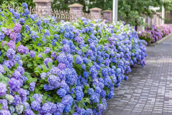 Hydrangea Landscaping in West Jordan