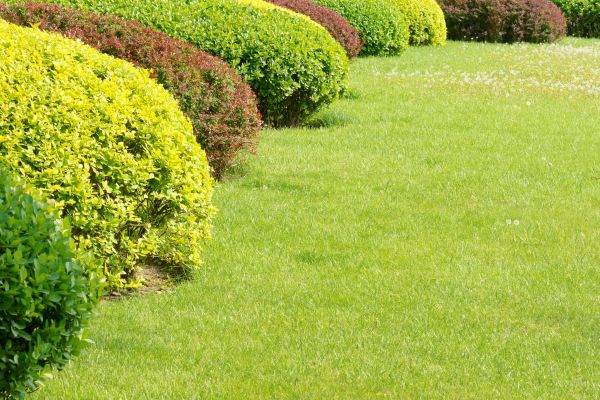 Shrubbery Planting in West Jordan