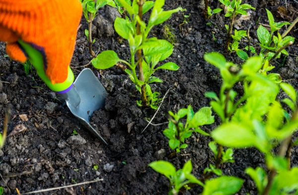 Hydrangea Planting in West Jordan