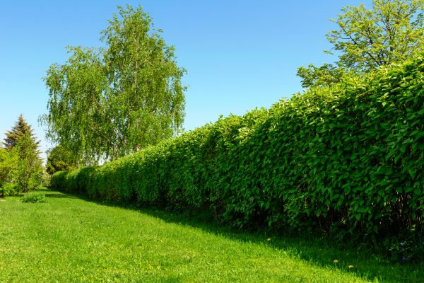 Hedge Replacement in West Jordan