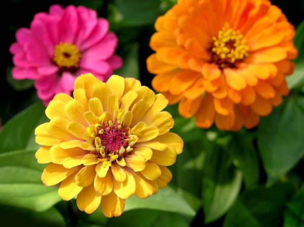 Zinnia Planting in West Jordan