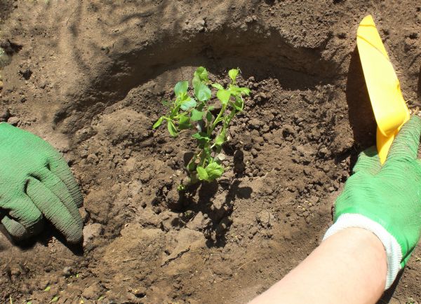 Rose Bush Planting in West Jordan