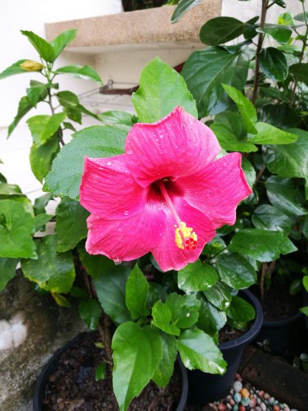 Hibiscus Planting in West Jordan