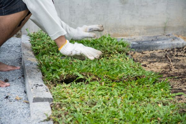 Ground Cover Planting in West Jordan