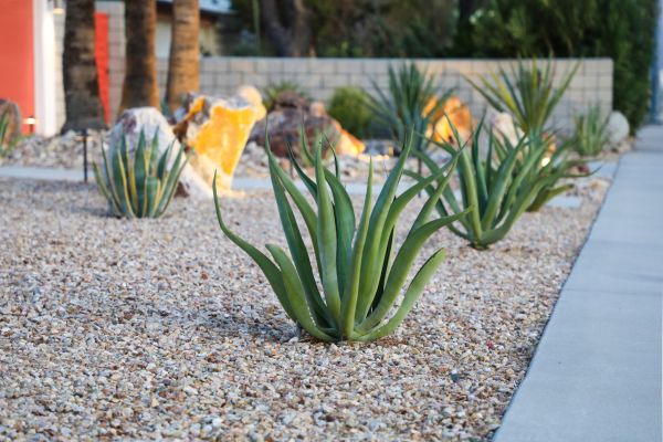 Drought Resistant Landscaping in West Jordan