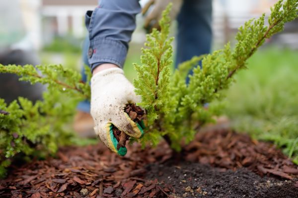 Church Mulching in West Jordan