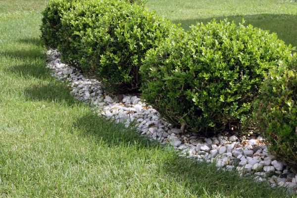 Boxwood Planting in West Jordan