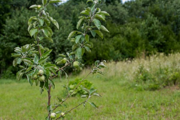 Apple Tree Planting in West Jordan