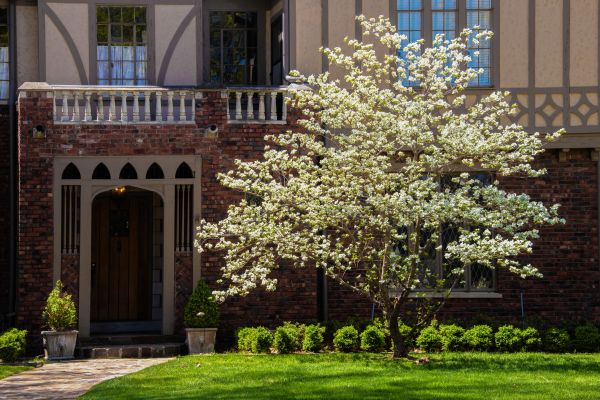 Dogwood Tree Planting in West Jordan