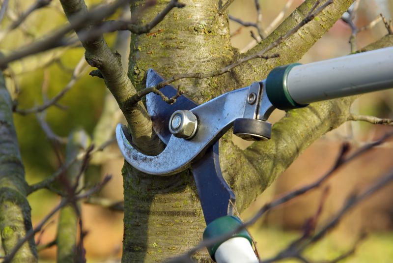 Arborist Pruning detail