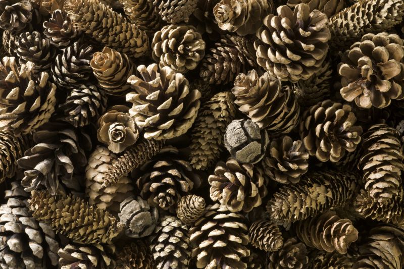 Pine Bark Landscaping